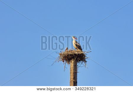 White Stork On A Nesting Pole On A Sunny, Spring Day