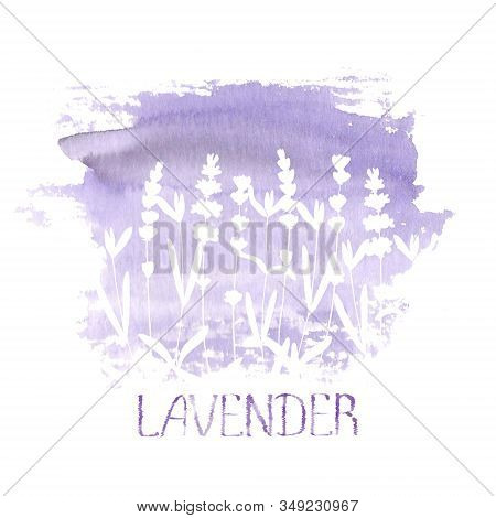 Lavender Flower White Silhouettes On Purple Stain Isolated On White Background. Watercolour Hand Dra
