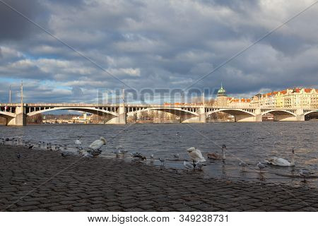 The Swans And Seagull On The Riverbank In Smichov, Prague, Czech Republic. Renovated Riverbank In Th
