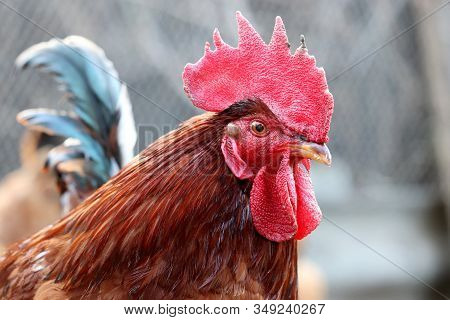 Red Rooster On The Free Range Farm, Poultry Concept. Portrait Of The Cockerel With Colorful Tail On 
