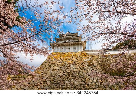 Akashi, Hyogo, Japan castle tower and cherry blossoms in spring.