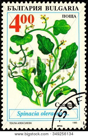 Moscow, Russia - February 05, 2020: Stamp Printed In Bulgaria Shows Spinach (spinacia Oleracea), Ser