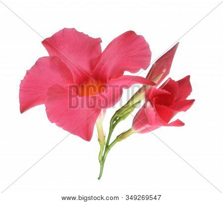 Magnenta Dipladenia Flowers And Buds Isolated On White