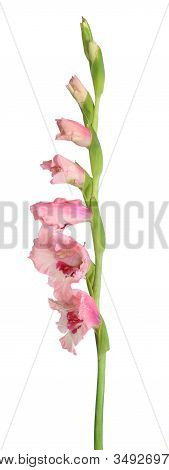 White Gladiolus Flower Isolated On White Background
