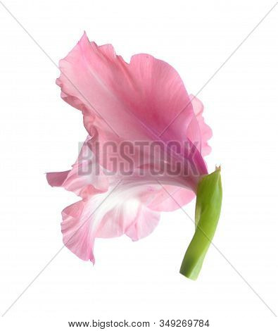 Pink Gladiolus Flower Isolated On White Background