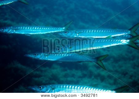 Europeiska Barracuda.
