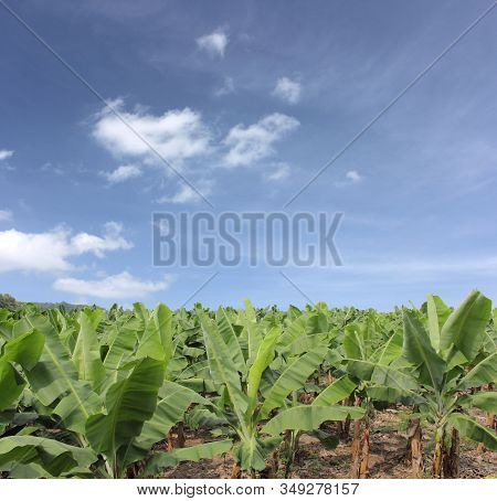Platano Fruit Coming From Musa Genre Plants