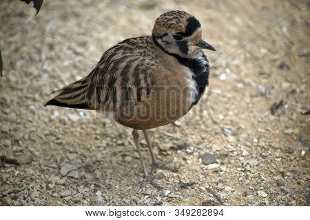 The Inland Dotteral Is Walking Along The Ground Looking For Food