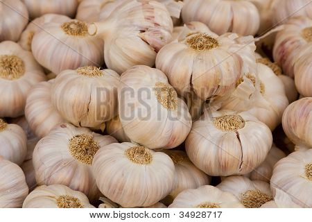 Wiele garlics