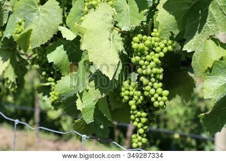 Branch Of Wine Grapes In The Vineyard. Martinborough. New Zealand