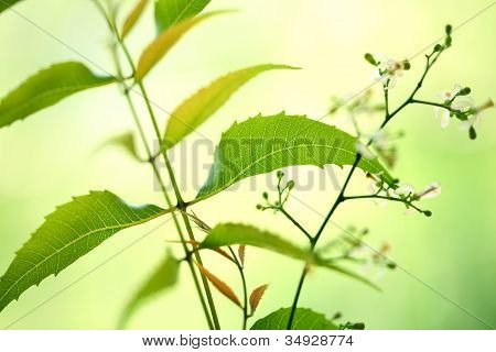 Neem listy azadirachta Indica