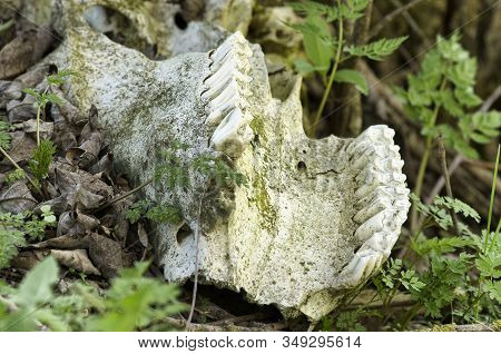 Remains Of An Animal In The Form Of An Old Jaw With Teeth On The Ground With Green Grass