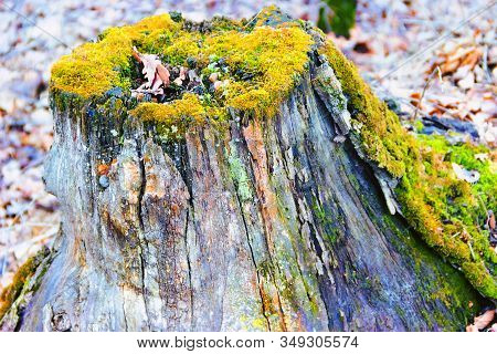 Old Stump On Whitch Green Moss Grows