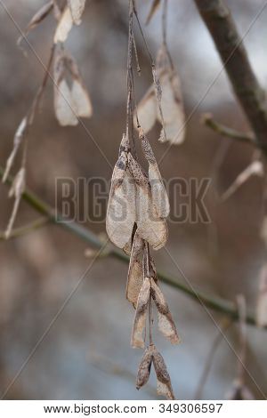 Boxelder Maple Dry Seeds - Latin Name - Acer Negundo