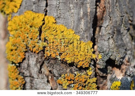 Maritime Sunburst Lichen - Latin Name - Xanthoria Parietina