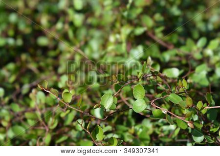 Necklace Vine Maori Leaves - Latin Name - Muehlenbeckia Complexa Maori