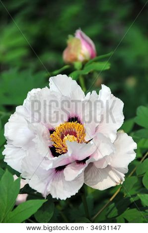 Japansk træet Peony Bloom