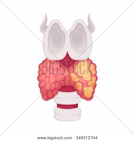 Thyroid Human Organ Isolated On White Background Vector Educational Image