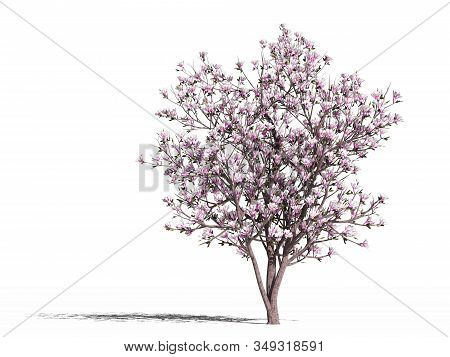 Flowering Magnolia. Blooming Magnolia Tree (magnolia Soulangeana Alexandrina) On A White Surface. Is