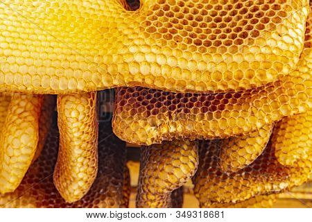 Bee Wax - Bee Frames Of A Bee Hive