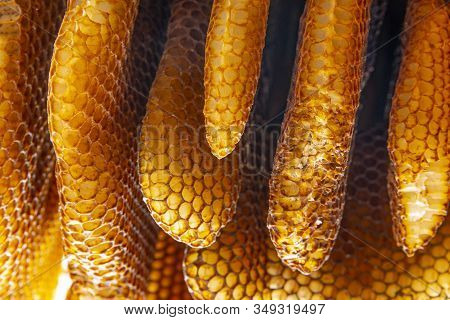 Bee Wax - Bee Frames Of A Bee Hive