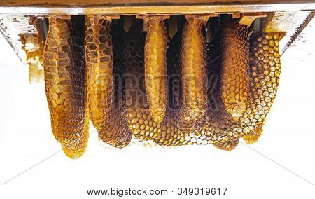 Bee Wax - Bee Frames Of A Bee Hive