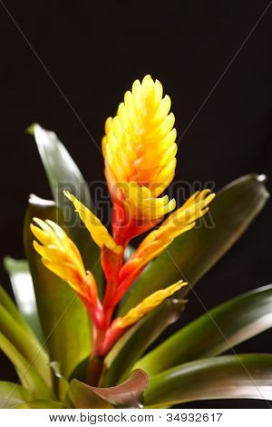 Vinduet plante 
