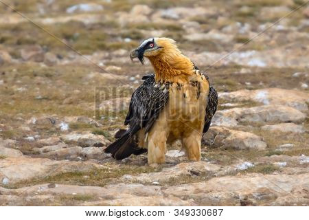 Bearded Vulture (gypaetus Barbatus), Also Known As The Lammergeier (or Lammergeyer) Or Ossifrage, Is