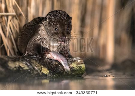 European Otter (lutra Lutra) Eating Fish At Night In Kiskunsagi National Park, Pusztaszer, Hungary. 