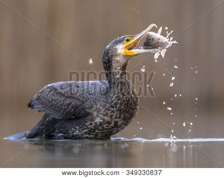 Great Cormorant (phalacrocorax Carbo) Eating Carp Fish Caught In Lake Csaj, Kiskunsagi National Park