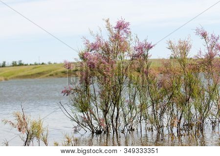 A Branch With Pink Flowers Of Tamarisk Or Tamarix Ramosissima Growing On A Pond