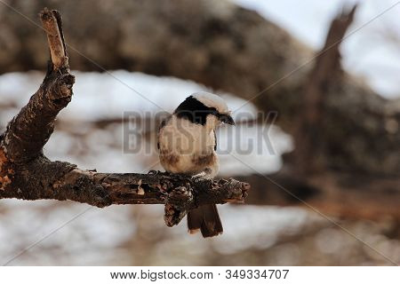 Northern White Crowned Shrike Or White Rumped Shrike, Eurocephalus Ruppelli, In A Tree