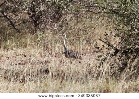 White Bellied Bustard Or White Bellied Korhaan, Eupodotis Senegalensis, In The Awash National Park