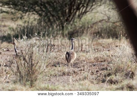 White Bellied Bustard Or White Bellied Korhaan, Eupodotis Senegalensis, In The Awash National Park