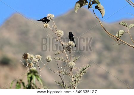 White Winged Black Tit, Melaniparus Leucomelas, On A Thistle