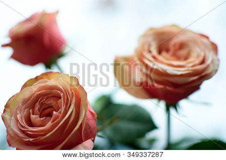 Beautiful Orange Roses Close-up.international Womens Day. March 8.