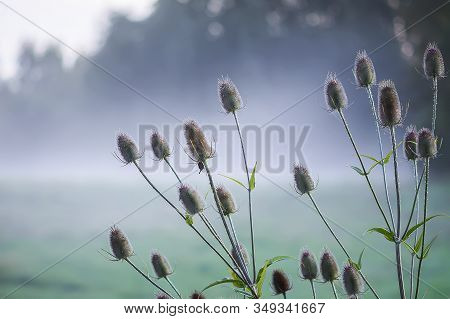 Wild Teasel Or Dipsacus Fullonum Plant In Evening Mist On Summer Field