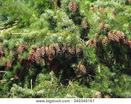 Close Up Of A Douglas Fir Pseudotsuga Menziesii Branch With Cones