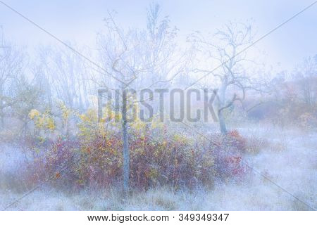 Rimy Meadow Orchard