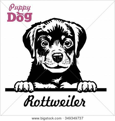 Puppy Rotweiller - Peeking Dogs - Breed Face Head Isolated On White