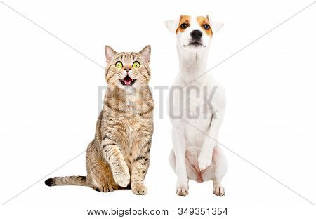 Funny Cute Cat Stottish Straight And Dog Parson Russell Terrier Sitting Together With Raised Paws, I