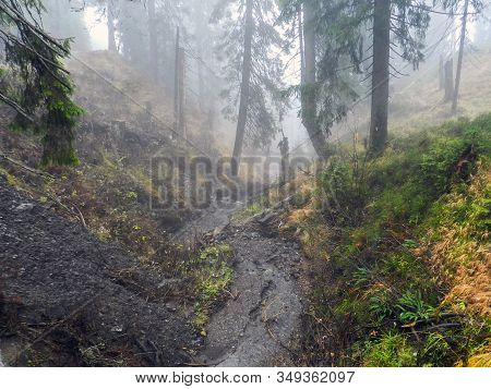 Amazing Fog In The Forest. Wooden Bridge. Morning In The Mountain.