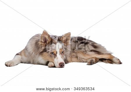 Border Collie Dog Lies. Sweet Pet On A White Background.