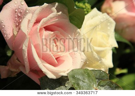 Big Pink Rose With Water Drops After A Rainshower