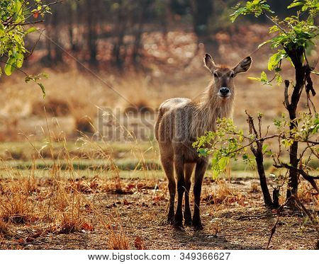 Female Waterbuck (kobus Ellipsiprymnus) Standing On The Dry Arid African Plains With Nice Shadows. S
