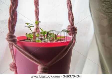 Immature Pink Polka Dot (hypoestes Phyllostachya) House Plant In Window With Sheer Curtain
