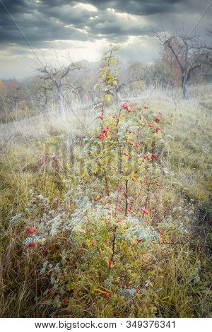 Rimy Meadow Orchard With Rosehips