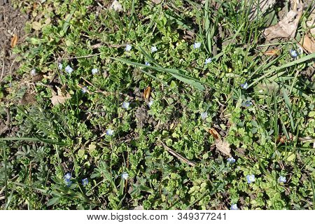 Green Leaves And Blue Flowers Of Veronica Polita In April