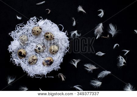 White Paper Nests With Quail Easter Eggs And Chicken Feathers On A Black Background. Symbol Of Celeb