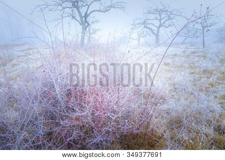 Rimy Meadow Orchard